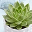 Picture of Echeveria agavoides