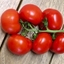 Picture of tomato Gardeners Delight