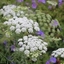 Picture of Ammi majus Graceland