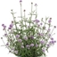 Picture of Verbena bonariensis Meteor Shower ('Invebrutow') (PBR)