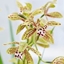 Picture of Cymbidium erythraeum