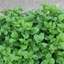 Picture of Mentha spicata Tashkent