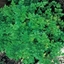 Picture of Petroselinum crispum French