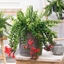Picture of Aeschynanthus Twister XL (PBR)