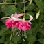 Picture of Fuchsia Bella Rosella (California Dreamers Series)