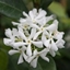 Picture of Trachelospermum jasminoides