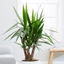 Picture of Yucca elephantipes