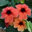 Picture of Thunbergia alata Arizona Dark Red