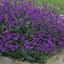 Picture of Verbena rigida Santos