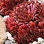 Picture of Sempervivum arachnoideum Coral Red ('Belsemred1') (PBR)