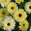 Picture of Calendula officinalis Lemon Twist