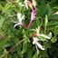 Picture of Lonicera japonica Dart's World