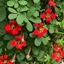Picture of Tropaeolum speciosum