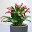 Picture of Schlumbergera Thor Wild Cactus Pink
