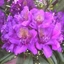 Picture of Rhododendron Monsieur Marcel Ménard