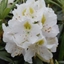 Picture of Rhododendron Madame Masson
