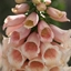 Picture of Digitalis purpurea Dalmatian Peach (Dalmatian Series)