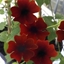 Picture of Thunbergia alata Sunny Suzy Brownie