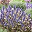 Picture of Ajuga tenorei Princess Nadia ('Piotrek01') (PBR)