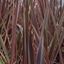 Picture of Phormium Maori Queen