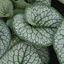 Picture of Brunnera macrophylla Sea Heart (PBR)