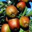 Picture of apple Braeburn