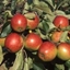 Picture of apple Red Falstaff (PBR)