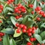 Picture of Skimmia japonica Red Riding Hood