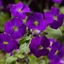Picture of Aubrieta Audrey Purple (Audrey Series)