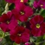 Picture of Aubrieta Axcent Burgundy (Axcent Series)