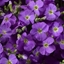 Picture of Aubrieta Axcent Light Blue ('Abrz0002') (PBR) (Axcent Series)