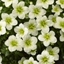 Picture of Saxifraga Touran White Improved ('Saxz0004') (PBR) (× arendsii)