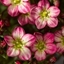 Picture of Saxifraga Alpino Early Picotee ('Saxz0010') (PBR) (× arendsii)