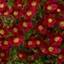 Picture of Saxifraga Alpino Red