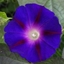 Picture of Ipomoea purpurea Star of Yelta