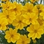 Picture of Bidens Efraims Gold