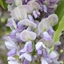 Picture of Wisteria × formosa Caroline