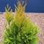 Picture of Thuja plicata Goldy ('4ever') (PBR)