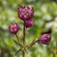 Picture of Astrantia major Burgundy Manor
