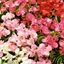 Picture of Begonia Heaven Delight (Mixed)