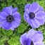 Picture of Anemone coronaria Harmony Blue (Harmony Series)