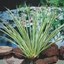 Picture of Acorus gramineus Ogon