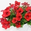 Picture of Petunia Belem Compact Red