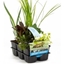 Picture of Water purifying plants