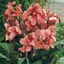 Picture of Canna Pink