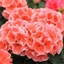 Picture of Geranium Survivor Idols Salmon Sensation (Survivor Idols Series)