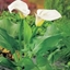 Picture of Zantedeschia aethiopica