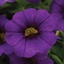 Picture of Calibrachoa Cabaret Purple ('Balcabpurp') (Cabaret Series)