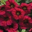 Picture of Calibrachoa Callie Burgundy (Callie Series)