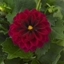 Picture of Dahlia Dahlietta Patty Improved (Dahlietta Select Series)